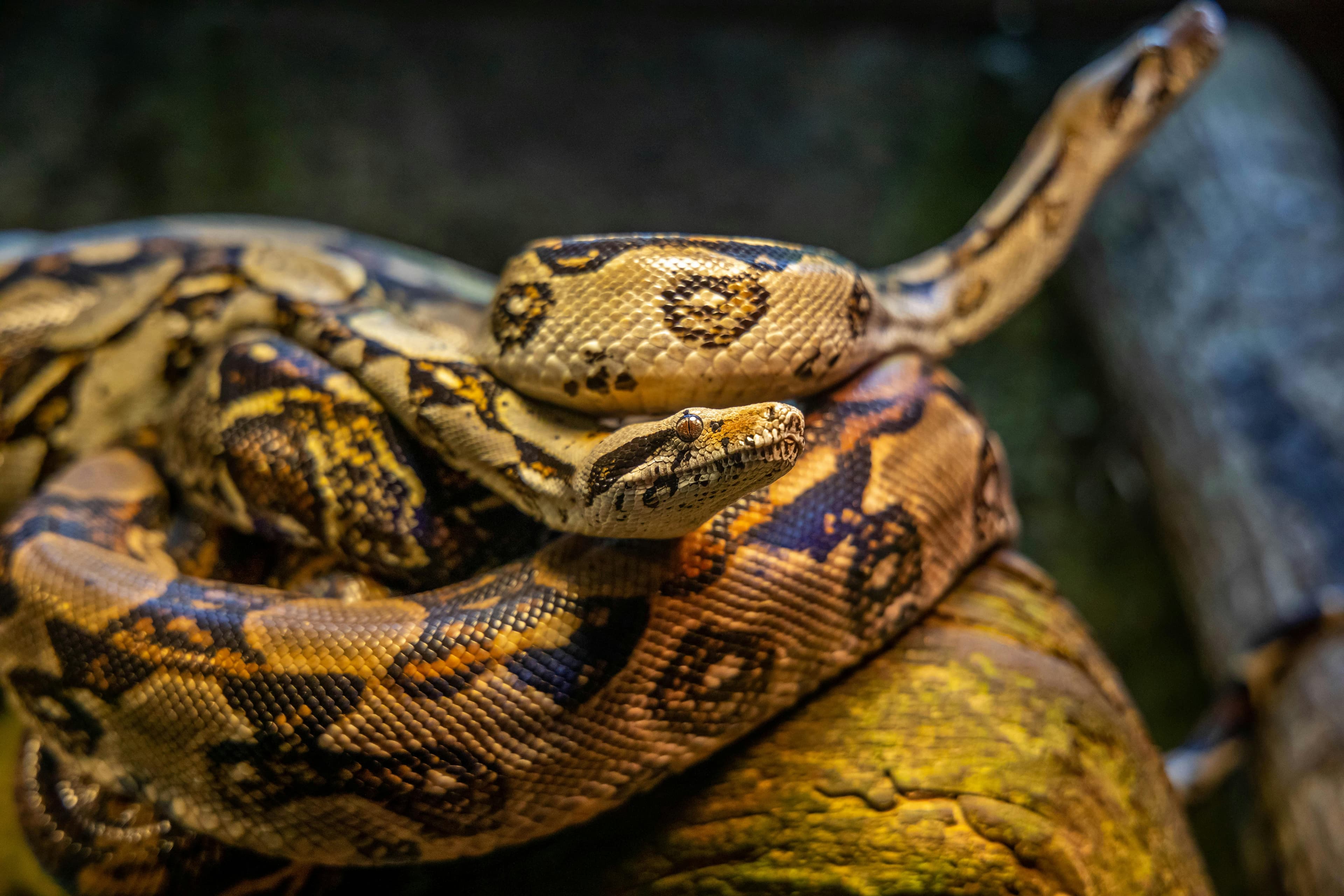 Serpent noir, blanc, doré : la symbolique des couleurs en voyance
