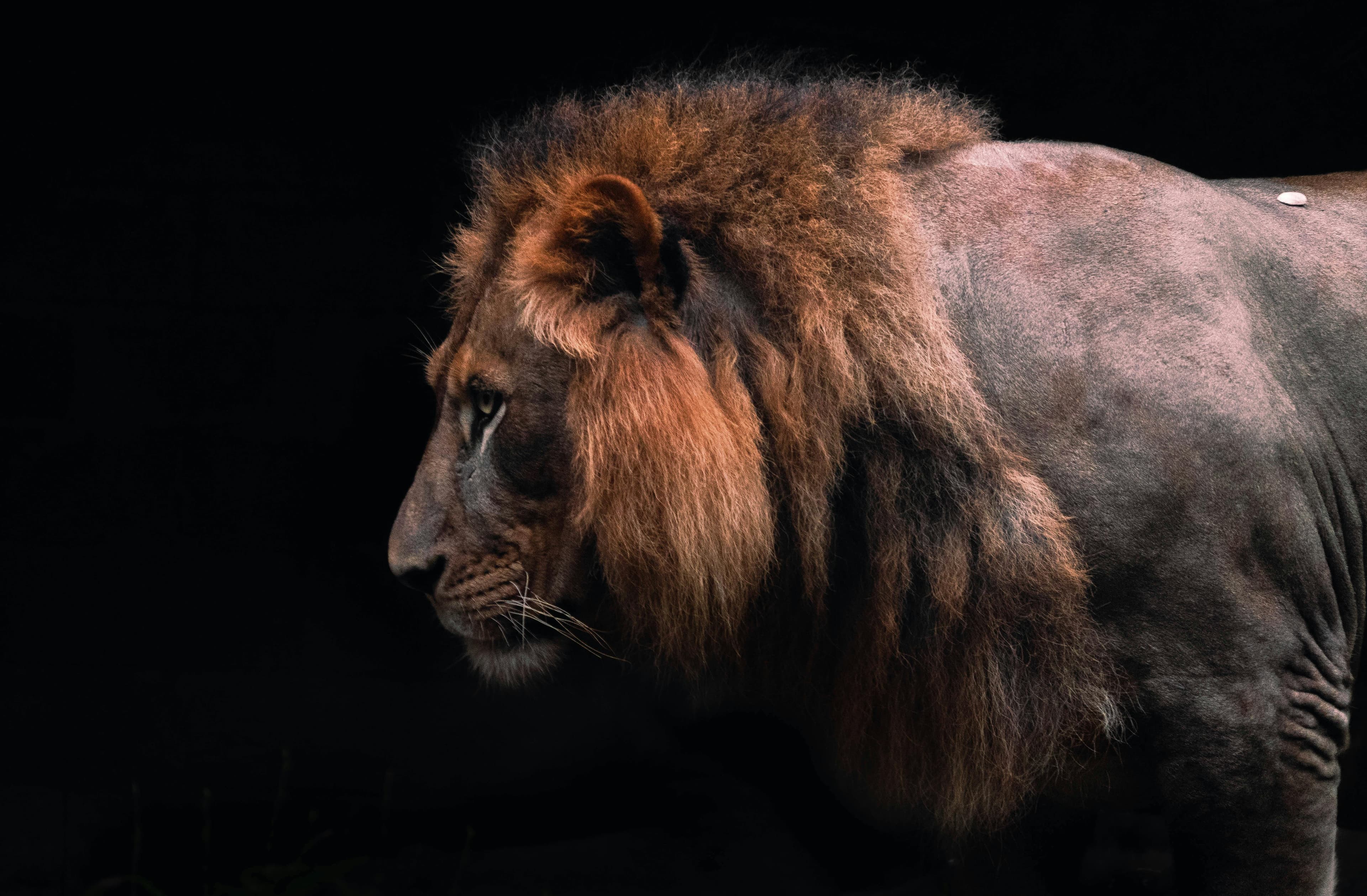 Que révèle votre part de Lion intérieur ?