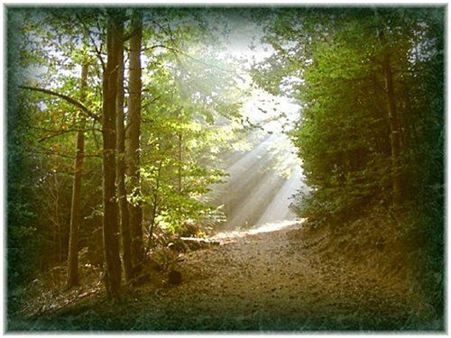 un chemin de vie dans la nature entouré d'arbres