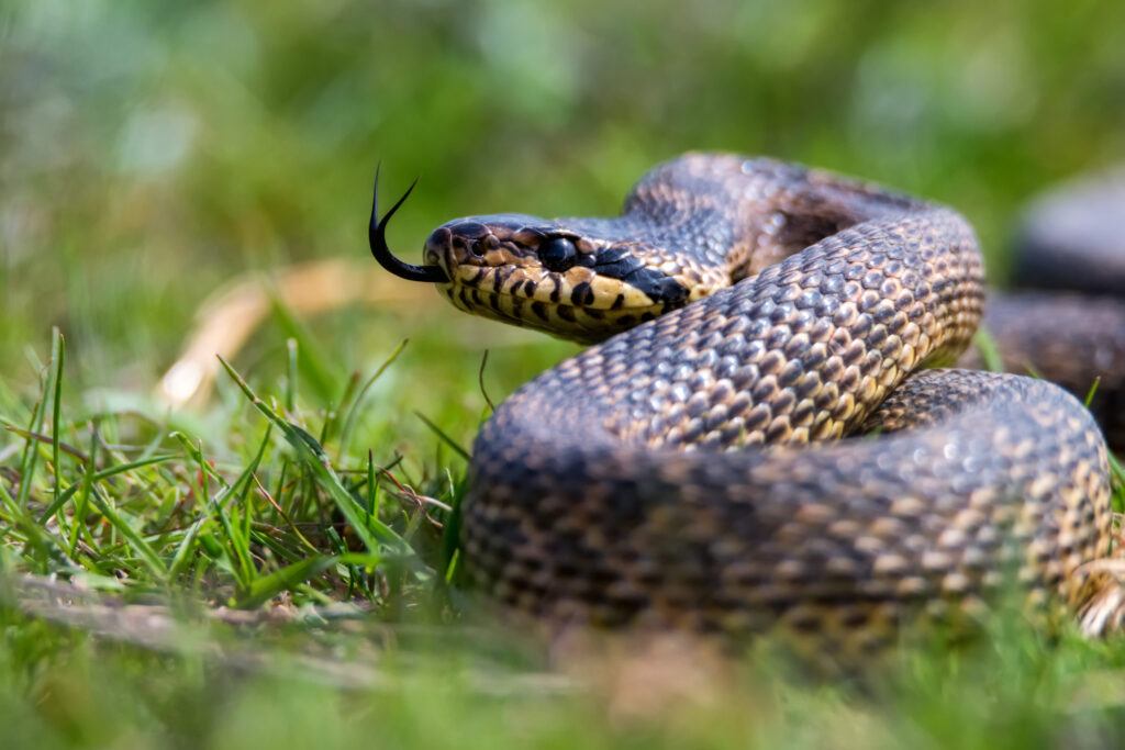 close up of blotched snake or elaphe sauromates sh 2023 11 27 05 07 36 utc