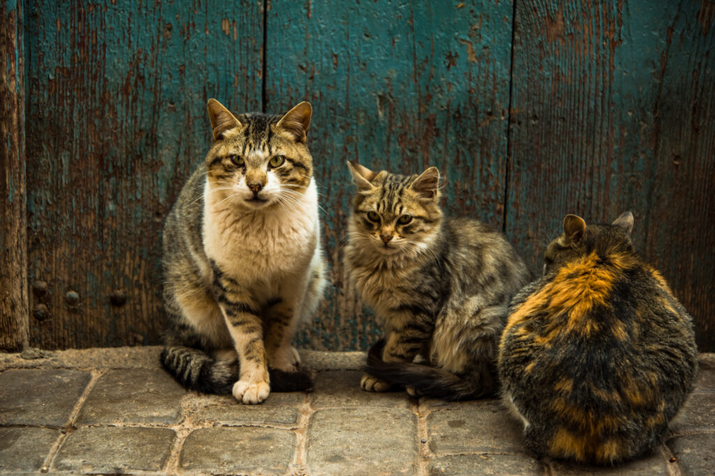 group of stray cats at front door in morocco 2023 11 27 05 23 10 utc