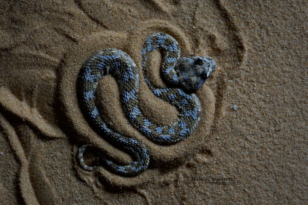 serpent esteban frederic