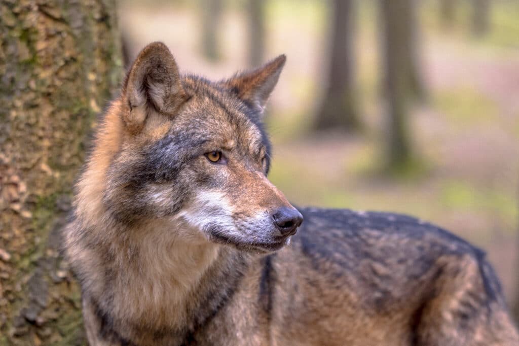 Rêver de loup : Qu'est-ce que cela signifie ?