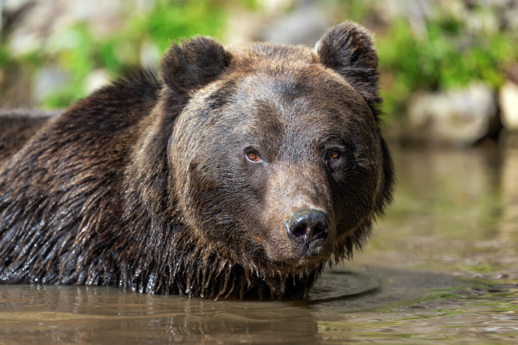 bear ursus arctos in lake 2023 11 27 05 33 04 utc