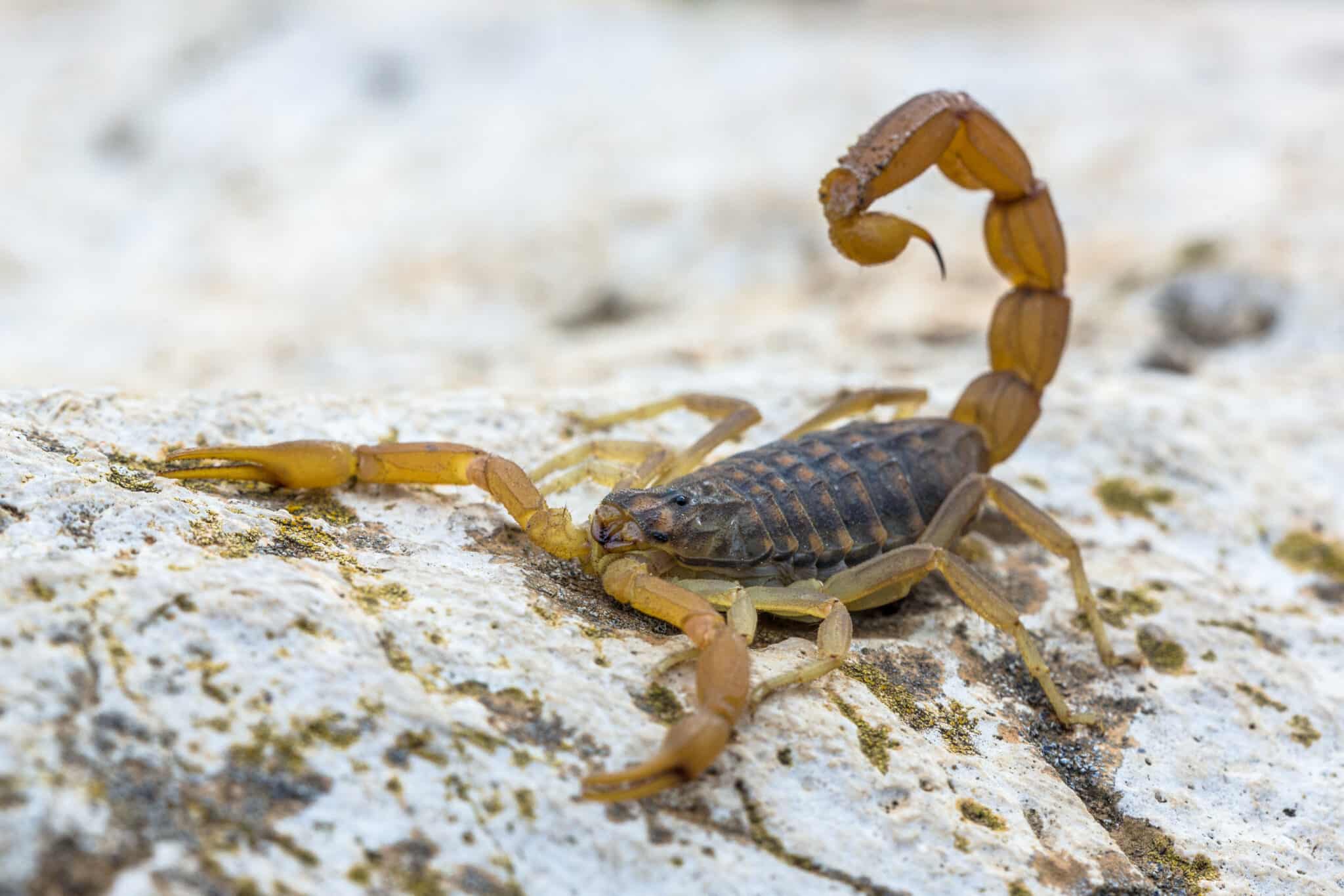 common yellow scorpion 2023 11 27 05 15 04 utc scaled