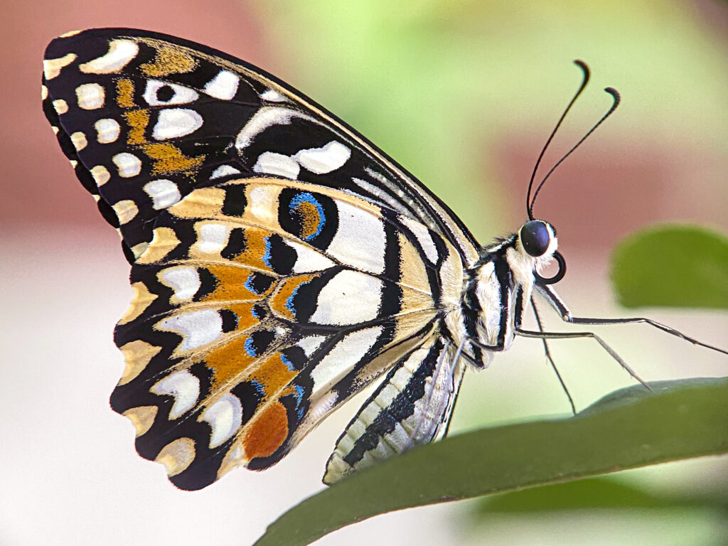 lime butterfly beautiful butterfly on spring 2023 11 27 05 02 41 utc