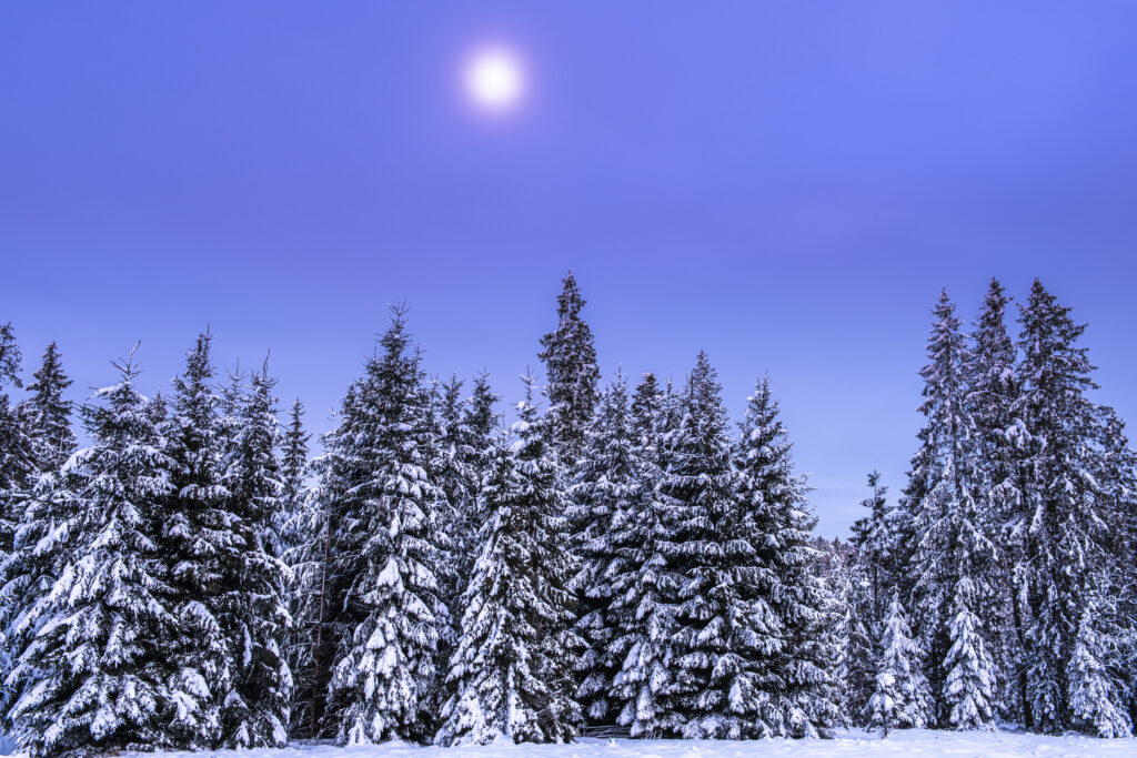 snow covered spruce trees in winter mountains at f 2023 11 27 04 49 23 utc